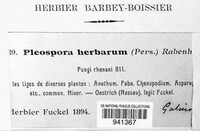 Stemphylium vesicarium image